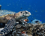 Hawksbill turtle, Cocoon House Reef, Lhaviyani, Maldives. Image.