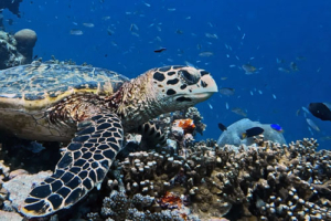 Smilla, hawksbill, adopted for Smilla by Susanne Hawksbill turtle, Cocoon House Reef, Lhaviyani, Maldives. Image.