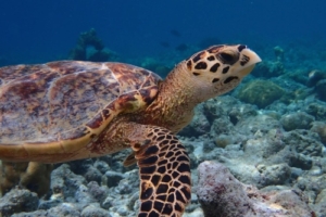 Bearly, hawksbill, adopted by Thomas Hawksbill turtle, Aquarium, Lhaviyani Atoll, Maldives. Image.