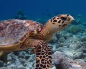 Hawksbill turtle, Aquarium, Lhaviyani Atoll, Maldives. Image.