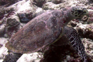 Aina, hawksbill, adopted by Fabienne Perret for Aina Hawksbill turtle, Kanuhura Outreef, Lhaviyani Atoll, Maldives. Image.