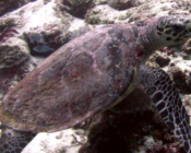Hawksbill turtle, Kanuhura Outreef, Lhaviyani Atoll, Maldives. Image.