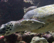 Hawksbill turtle foraging on a reef, Kanihura outreef, Lhaviyani, Maldives. Image.