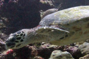 Snea, hawksbill, adopted by Emily and Mike Hawksbill turtle foraging on a reef, Kanihura outreef, Lhaviyani, Maldives. Image.