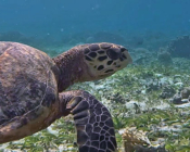 Hawksbill turtle on seagrass meadow, Cocoon Corner, Lhaviyani, Maldives. Image.