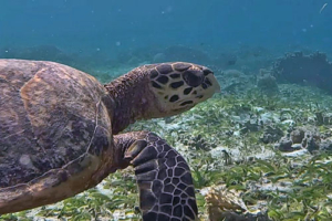 Max, hawksbill, adopted for Maximilian S by The Family Project Hawksbill turtle on seagrass meadow, Cocoon Corner, Lhaviyani, Maldives. Image.