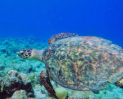 Hawksbill turtle, OBLU Sangeli housereef, North Male atoll, Maldives. Image.