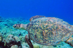 Yoko, hawksbill, adopted by Michael Larsen Hawksbill turtle, OBLU Sangeli housereef, North Male atoll, Maldives. Image.