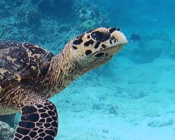 Hawksbill turtle, OBLU Sangeli House Reef, North Male atoll, Maldives. Image.
