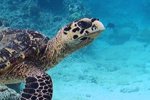 Bounty, hawksbill, adopted by Rose-Marie Weller Hawksbill turtle, OBLU Sangeli House Reef, North Male atoll, Maldives. Image.