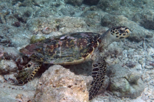 Raalhu, hawksbill, adopted by Cinnamon Dhonveli Maldives Hawksbill foraging on rocks, Gili Lankanfushi OPI House Reef, North Male, Maldives. Image.