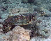 Hawksbill foraging on rocks, Gili Lankanfushi OPI House Reef, North Male, Maldives. Image.