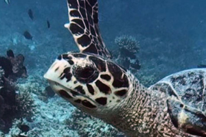 Mary Shelley Delacroix, hawksbill, adopted by James Hawksbill turtle, OBLU Sangeli House Reef, North Male, Maldives. Image.
