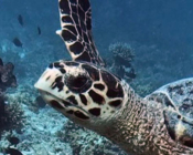 Hawksbill turtle, OBLU Sangeli House Reef, North Male, Maldives. Image.