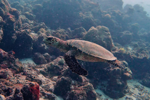 Joy Eastern, hawksbill, adopted by Canan Karabagli for Joy Eastern Doody Hawksbill turtle swimming along a reef, OBLU Sangeli house reef, North Male, Maldives. Image.