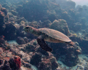 Hawksbill turtle swimming along a reef, OBLU Sangeli house reef, North Male, Maldives. Image.