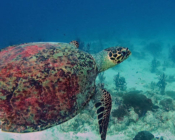 Hawksbill turtle swimming, OBLU Sangeli house reef, North Male, Maldives. Image.
