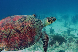 Snickers, hawksbill, adopted by Jessica Wahl Hawksbill turtle swimming, OBLU Sangeli house reef, North Male, Maldives. Image.