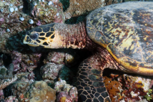 Orion, hawksbill, adopted by Harry Frogson Hawksbill turtle foraging on the reef, Ihiga dive site, North Male, Maldives. Image.