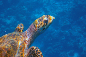 Maxim, hawksbill, adopted for Maxim Hawksbill turtle, Peak, Lhaviyani atoll, Maldives. Image.