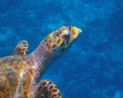 Hawksbill turtle, Peak, Lhaviyani atoll, Maldives. Image.