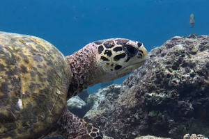 Pyret, hawksbill, adopted by Lina, Fredrik & Mi Hawksbill turtle on reef, Cocoon House Reef, Lhaviyani atoll, Maldives. Image.