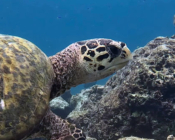 Hawksbill turtle on reef, Cocoon House Reef, Lhaviyani atoll, Maldives. Image.