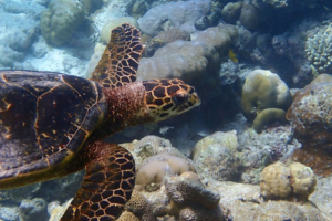 Clementine, hawksbill, adopted for Clementine Hawksbill turtle, Kuredu Caves, Lhaviyani atoll, Maldives. Image.