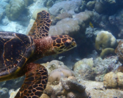 Hawksbill turtle, Kuredu Caves, Lhaviyani atoll, Maldives. Image.