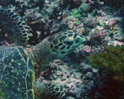 Hawksbill turtle, Peak, Lhaviyani atoll, Maldives. Image.