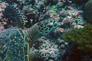 Starly, hawksbill, adopted by Sabine Hawksbill turtle, Peak, Lhaviyani atoll, Maldives. Image.