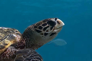 Flash Jr, hawksbill, adopted by Gayle Wilson for Ashley Hawksbill turtle, Cocoon South lagoon, Lhaviyani atoll, Maldives. Image.