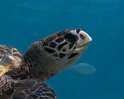 Hawksbill turtle, Cocoon South lagoon, Lhaviyani atoll, Maldives. Image.