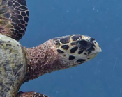 Hawksbill turtle swimming, Cocoon house reef, Lhaviyani atoll, Maldives. Image.