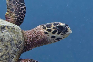Skippy, hawksbill, adopted for $TRTL Hawksbill turtle swimming, Cocoon house reef, Lhaviyani atoll, Maldives. Image.