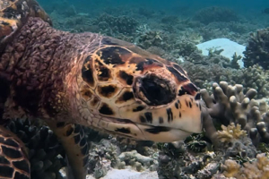 Tracto, hawksbill, adopted for $TRTL Hawksbill turtle face, Cocoon Corner, Lhaviyani atoll, Maldives. Image.