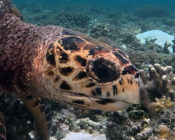 Hawksbill turtle face, Cocoon Corner, Lhaviyani atoll, Maldives. Image.