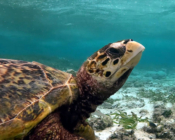 Hawksbill turtle in seagrass meadow, Cocoon South Lagoon, Lhaviyani Atoll, Maldives. Image.