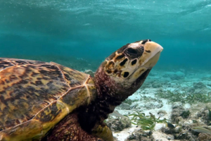 Noé, hawksbill, adopted by Fabienne Perret for Noé Hawksbill turtle in seagrass meadow, Cocoon South Lagoon, Lhaviyani Atoll, Maldives. Image.