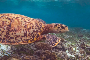Genius, hawksbill, adopted by Antje Hawksbill turtle in seagrass meadow, Cocoon Corner, Lhaviyani Atoll, Maldives. Image.