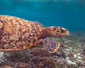 Hawksbill turtle in seagrass meadow, Cocoon Corner, Lhaviyani Atoll, Maldives. Image.