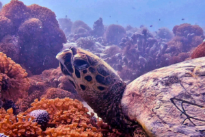 Flora, hawksbill, adopted for Anna Hawksbill turtle resting on coral reef, Huithundu, Lhaviyani Atoll, Maldives. Image.