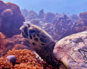Hawksbill turtle resting on coral reef, Huithundu, Lhaviyani Atoll, Maldives. Image.