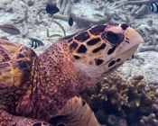 Hawksbill turtle, Cocoon Corner, Lhaviyani Atoll, Maldives. Image.