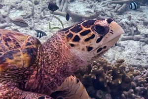 Pistachio, hawksbill, adopted by Brittany Hawksbill turtle, Cocoon Corner, Lhaviyani Atoll, Maldives. Image.