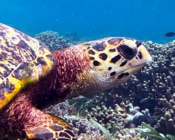 Hawksbill turtle, Cocoon Corner, Lhaviyani Atoll, Maldives. Image.