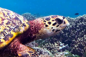 Kerstin, hawksbill, adopted by Kerstin Kuchta Hawksbill turtle, Cocoon Corner, Lhaviyani Atoll, Maldives. Image.
