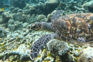 Luna, hawksbill, adopted for Amy by Alexander Luna HK5841, juvenile hawksbill, Bodu Hithi Turtle Point, North Malé Atoll, Maldives. Image.