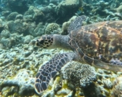 Luna HK5841, juvenile hawksbill, Bodu Hithi Turtle Point, North Malé Atoll, Maldives. Image.