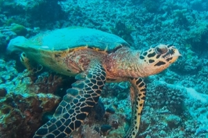 Timmy, hawksbill, adopted for Aaliyah Hawksbill turtle foraging on coral reef, Maska Reef, North Male atoll, Maldives. Image.